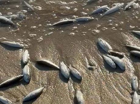 Muğla Milas’ta toplu balık ölümleri! İnceleme başlatıldı
